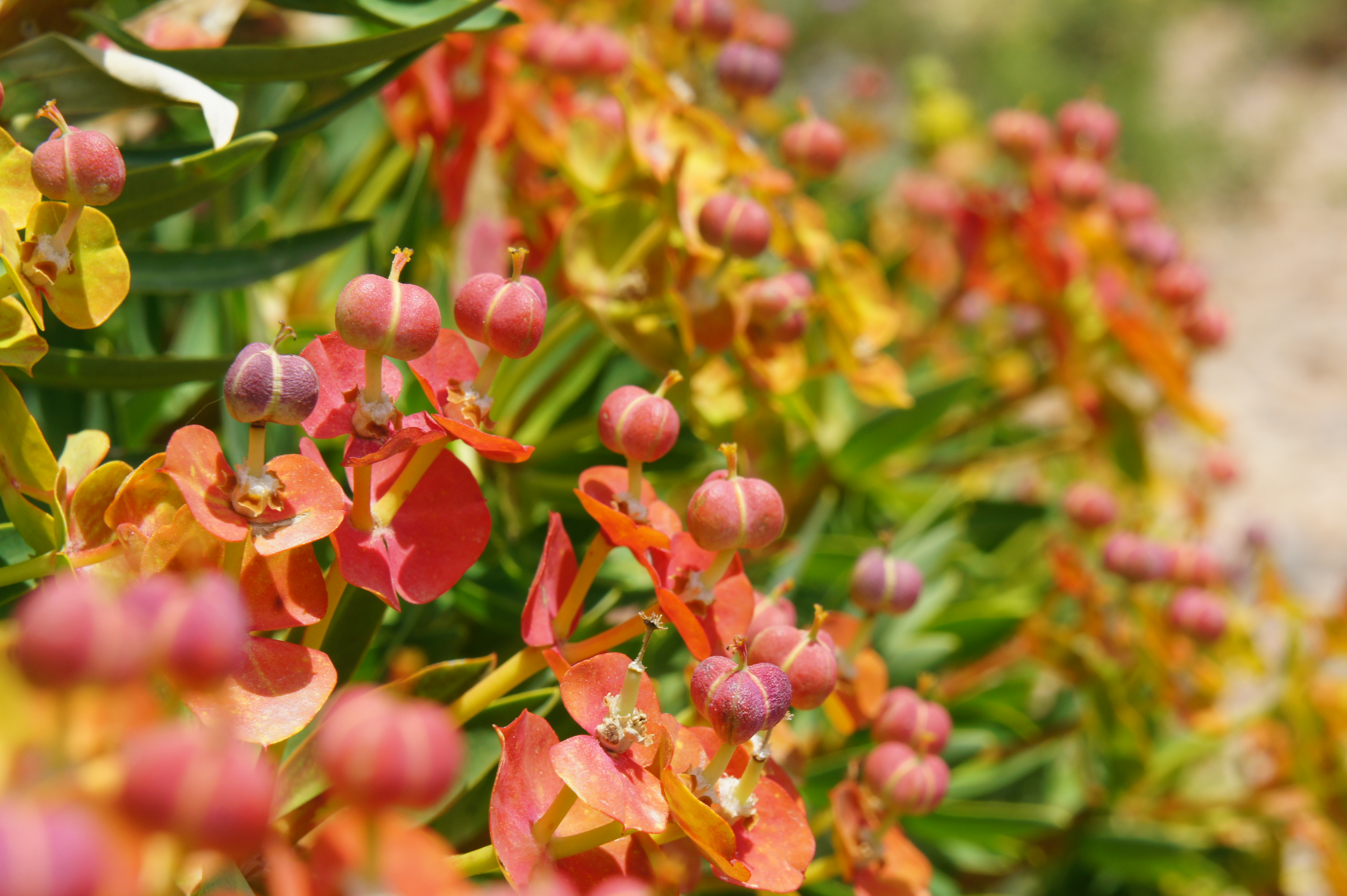 Flora